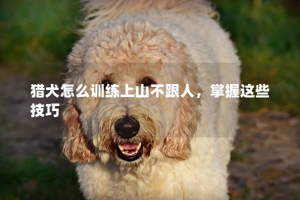 獵犬怎么訓(xùn)練上山不跟人，掌握這些技巧